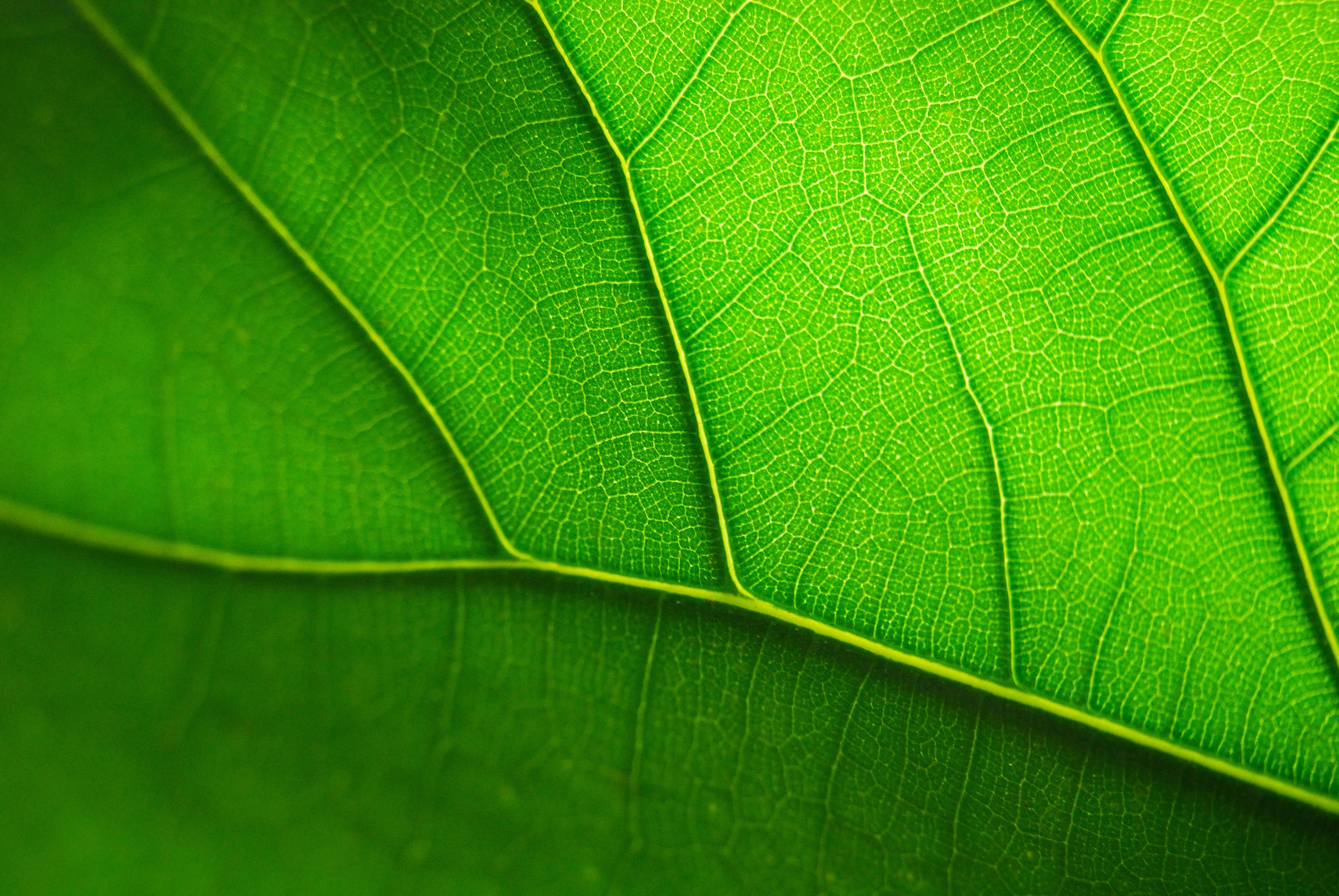 Leaf. Зеленый лист. Лист макро. Текстура листа дерева. Листья деревьев.