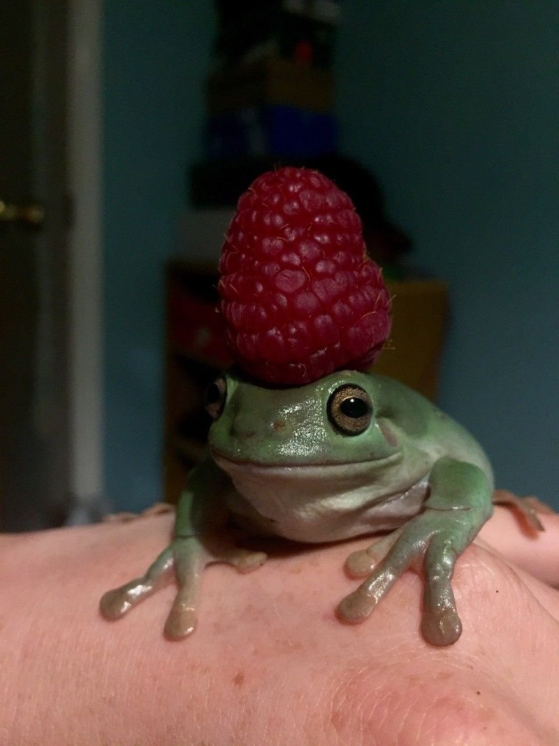 Лягушка Эстетика