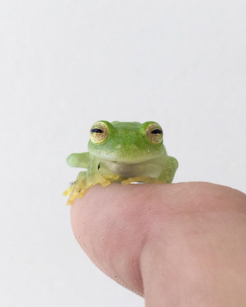 Лягушка Эстетика