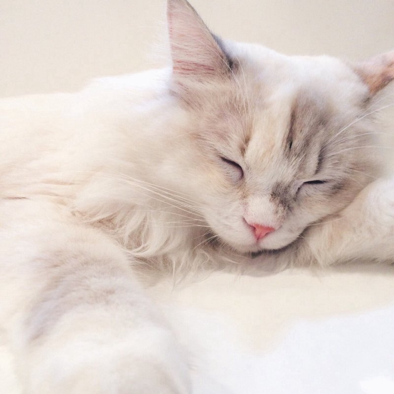 Серая кошка Эстетика