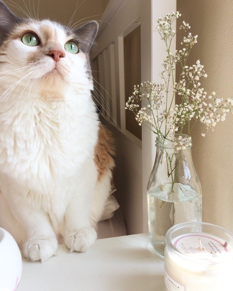 Котята Эстетика