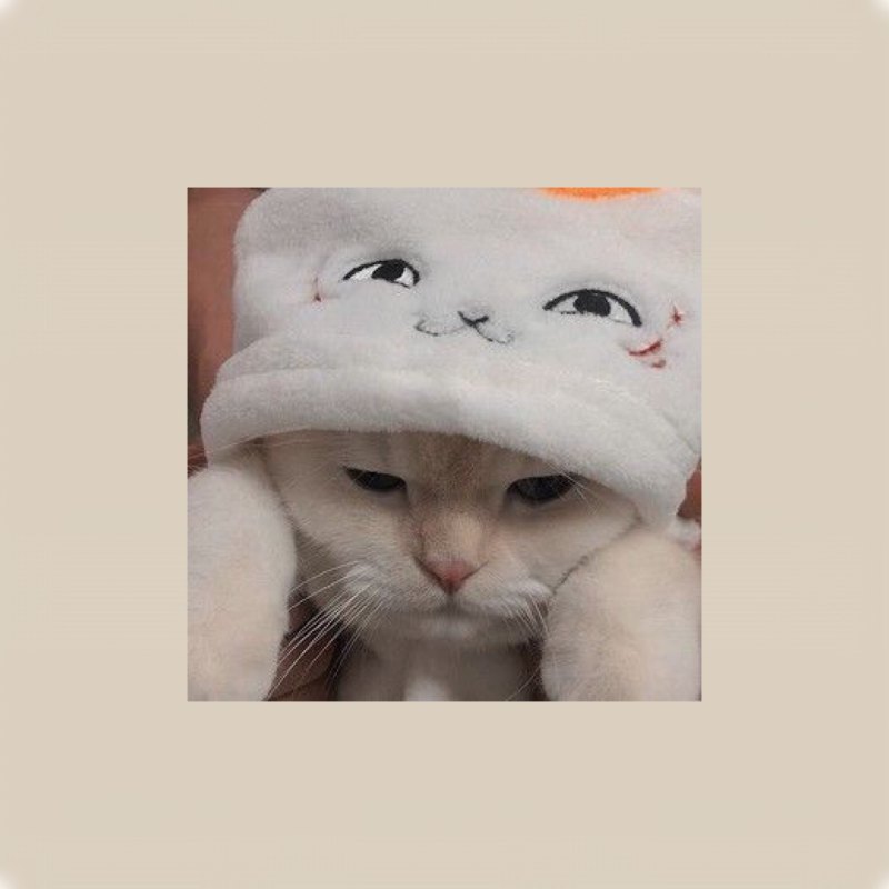 Коты Эстетика бежевого