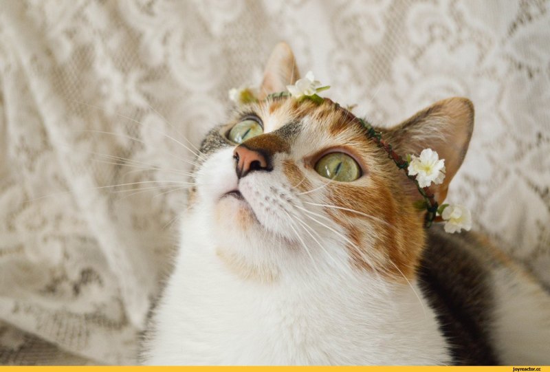 Эстетика с котами