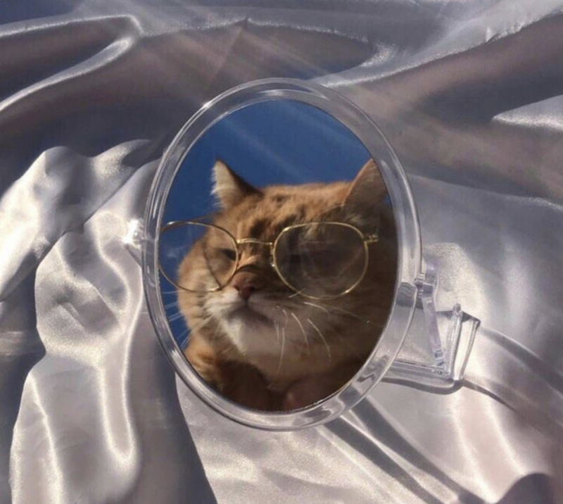 Кот Эстетика