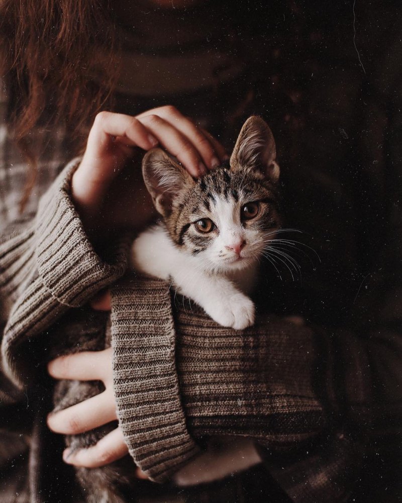 Кошачья Эстетика