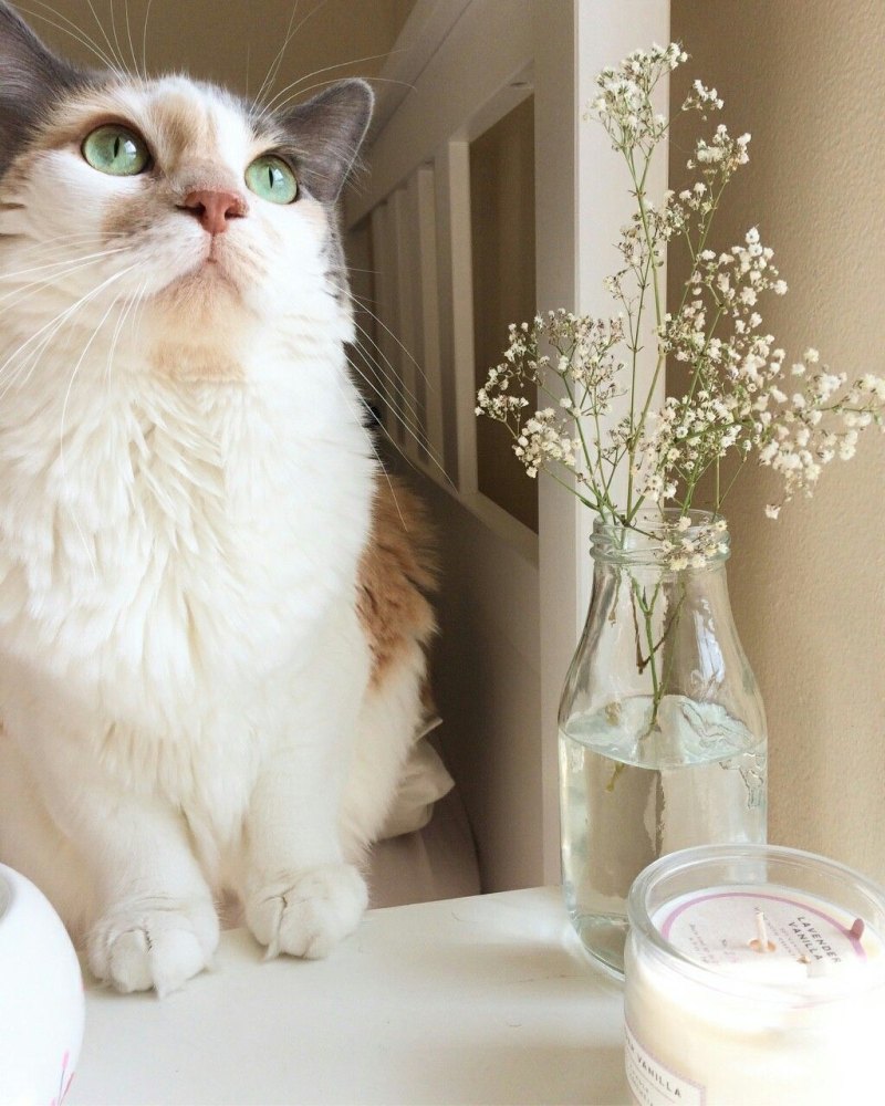 Котенок на руках