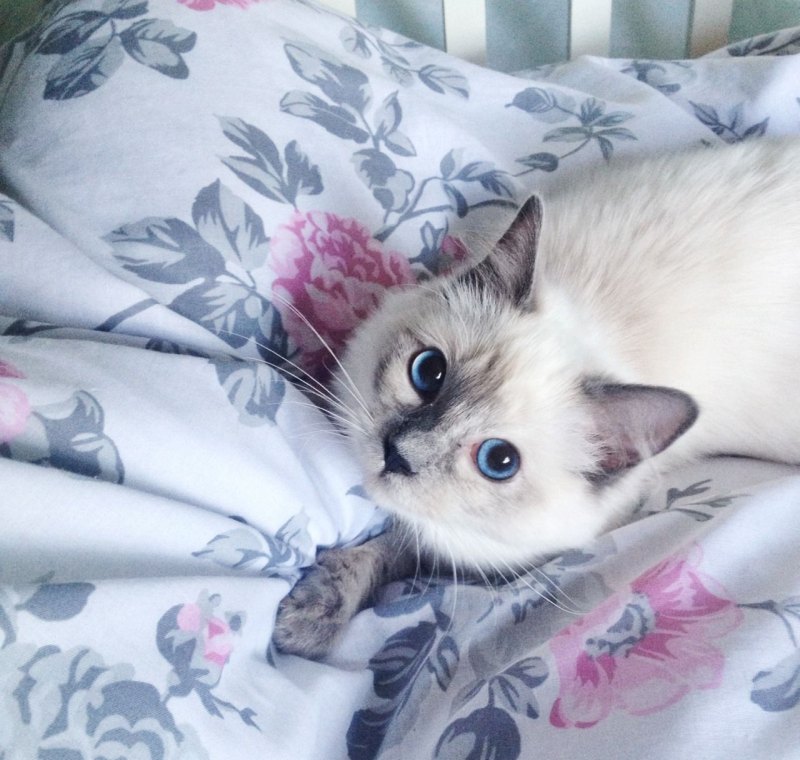 Кусачий кот