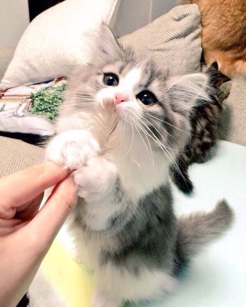 Милый котик Эстетика