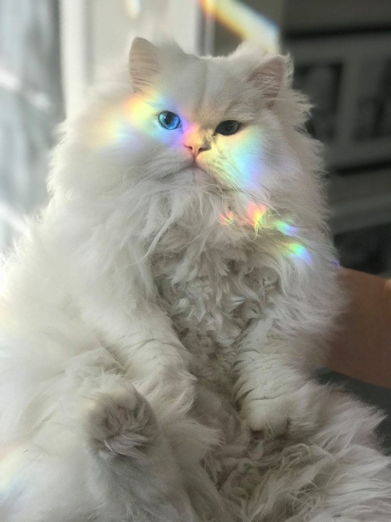 Милый кот Эстетика