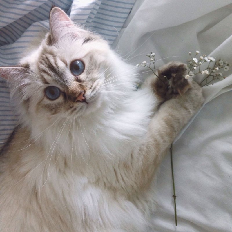 Рыжий котик Эстетика