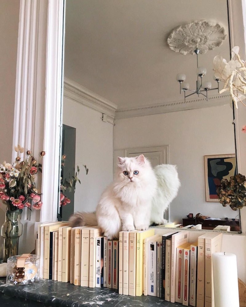 Эстетичные котики