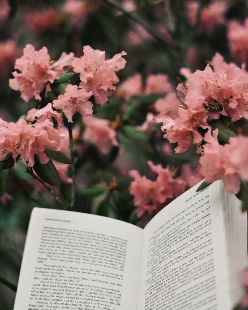 Книжная Эстетика розовый