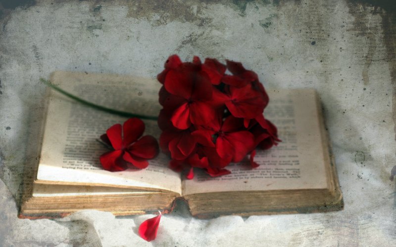 Эстетика розы и книги