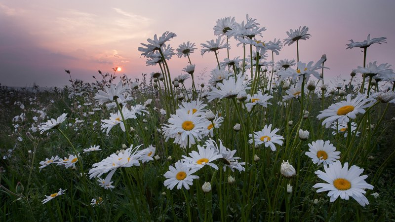 Природа ретро Эстетика