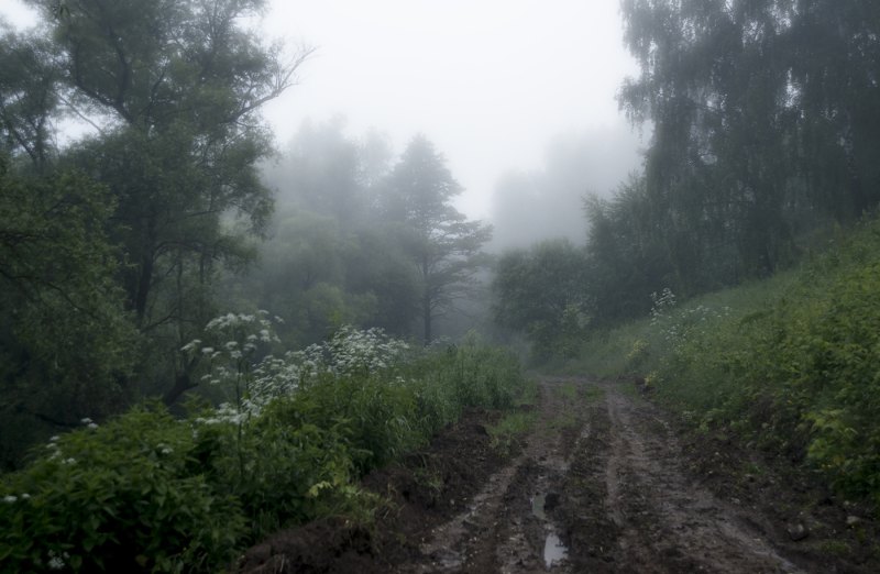 Дождливый лес