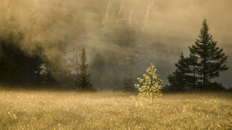 Природа в тумане картины