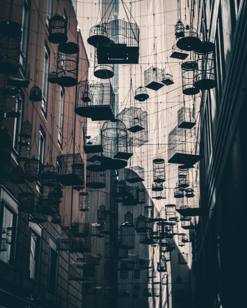 Клетка для эстетики