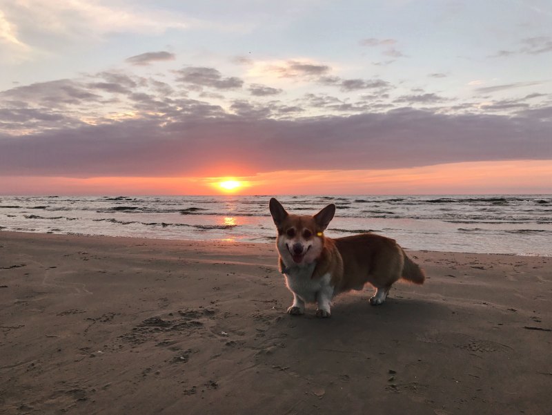 Корги спаниель