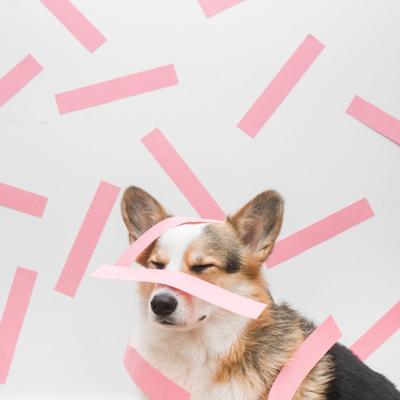 Вельш корги Эстетика