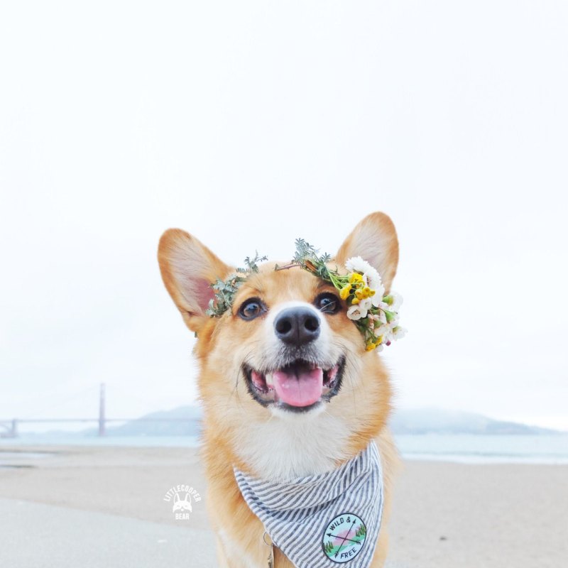 Корги коллаж