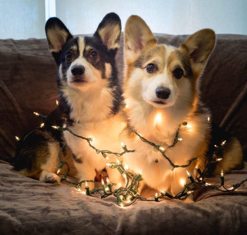 Вельш корги Эстетика