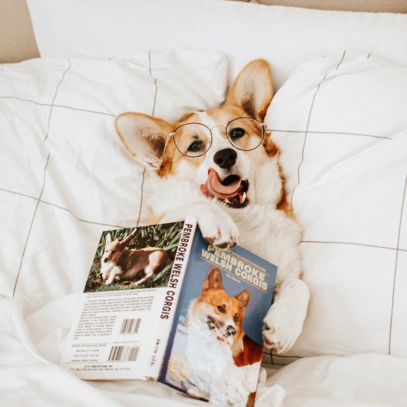 Веселый вельш корги