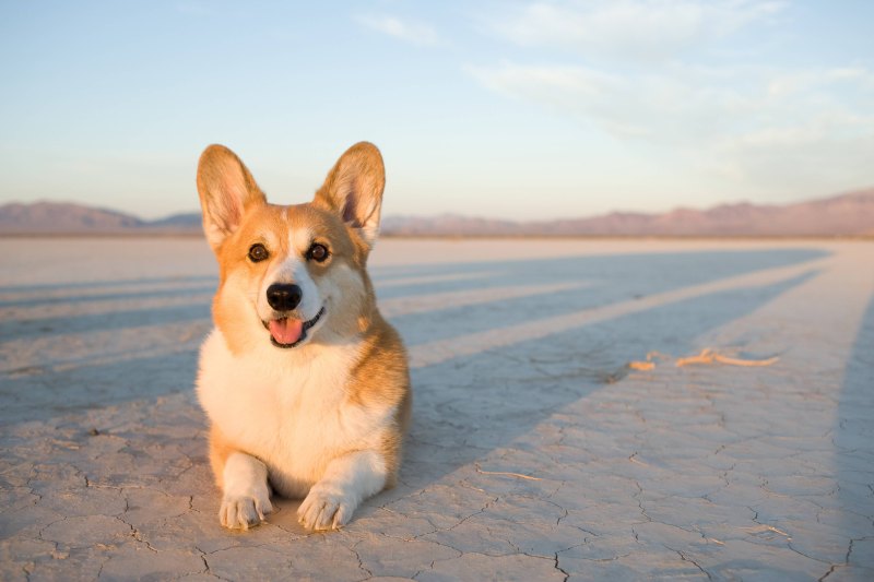 Вельш корги тумблер