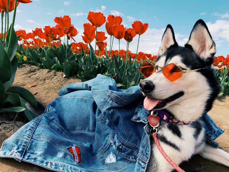 Вельш корги в очках