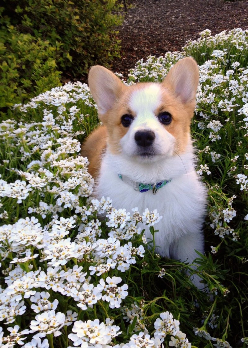 Собака корги