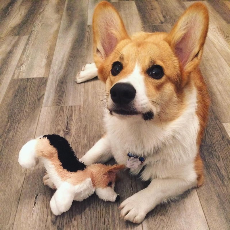 Корги Джесси