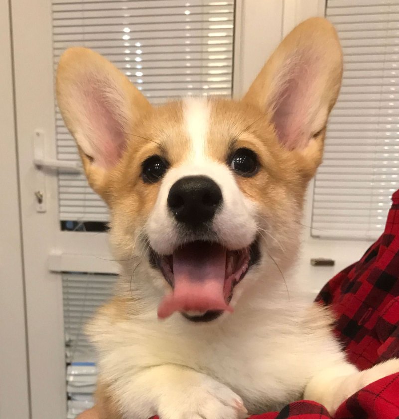 Вельш корги тумблер