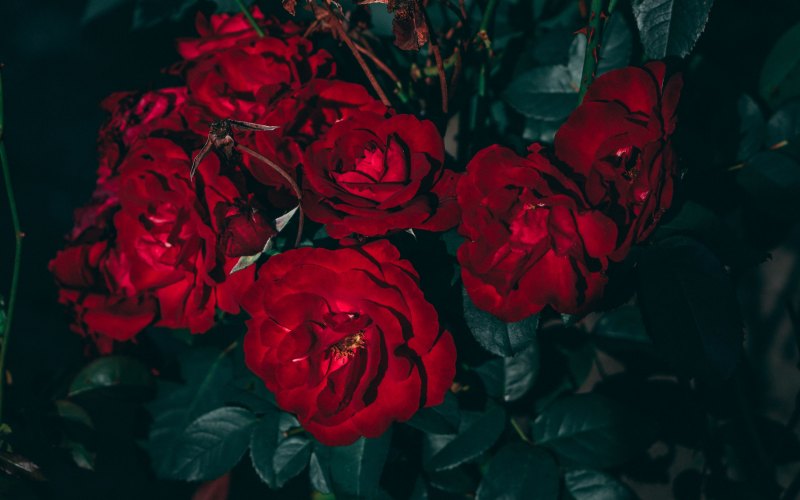 Aesthetic Red обои