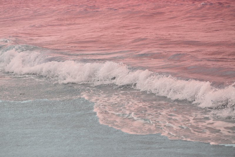 Водоросль ночесветка черное море