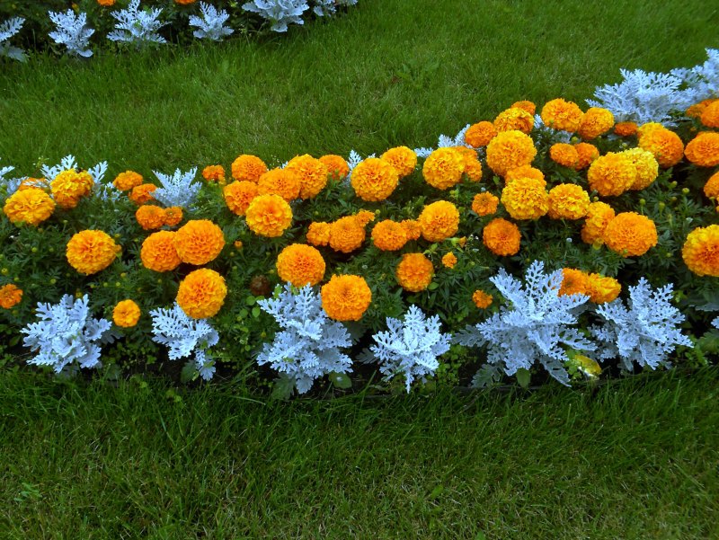 Цветники презентация
