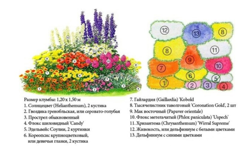 Теневой цветник схема посадки