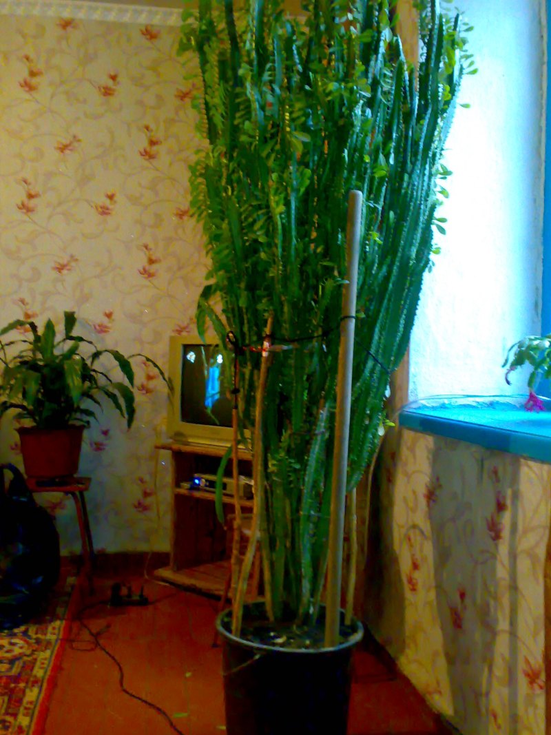Молочай трехгранный в природе