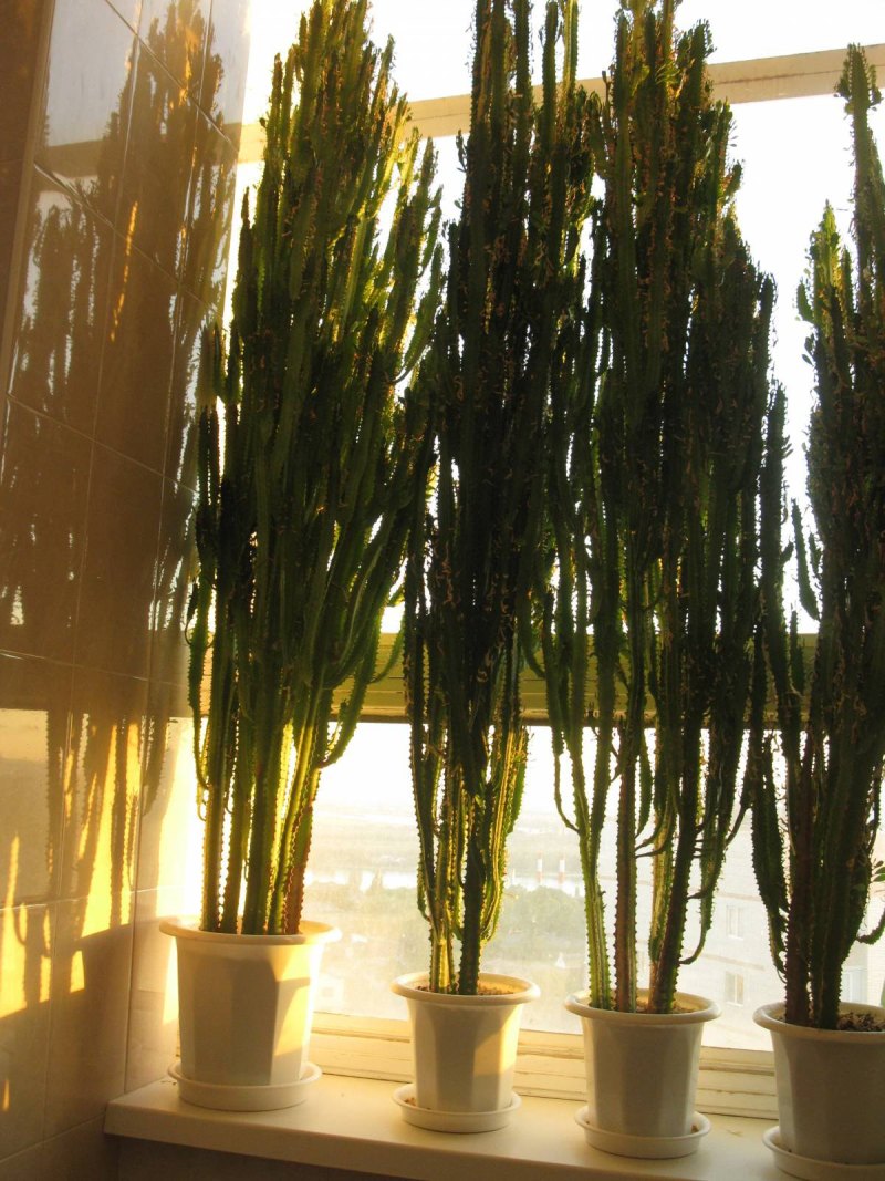 Amandelwolfsmelk Euphorbia молочай