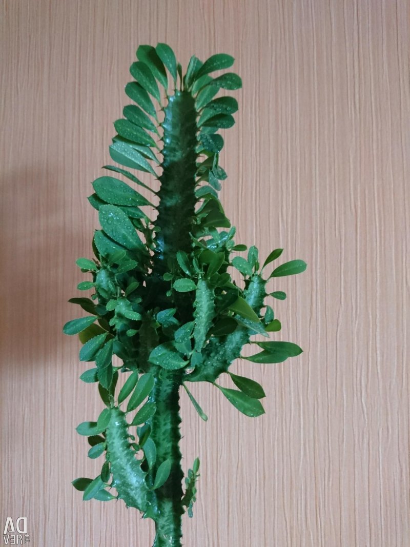 Молочай треугольный (Euphorbia Trigona)