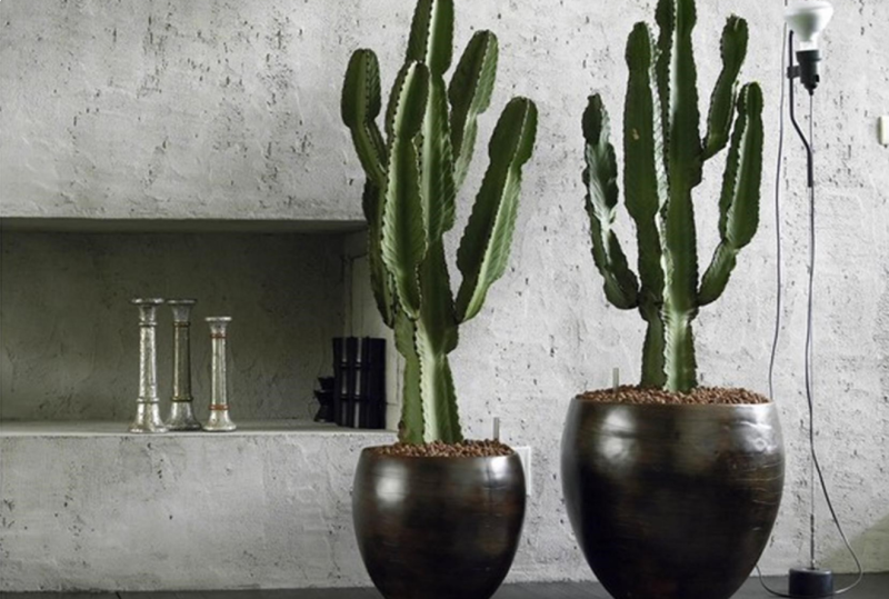 Euphorbia Lactea