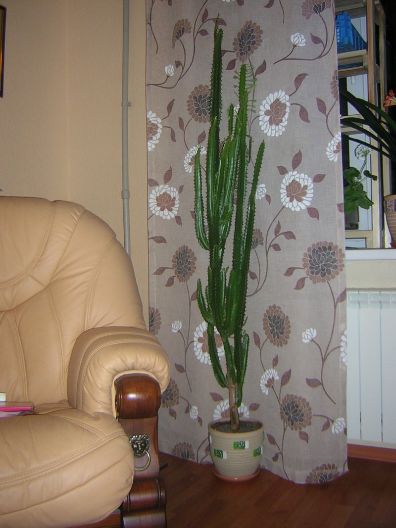 Молочай треугольный (Euphorbia Trigona)