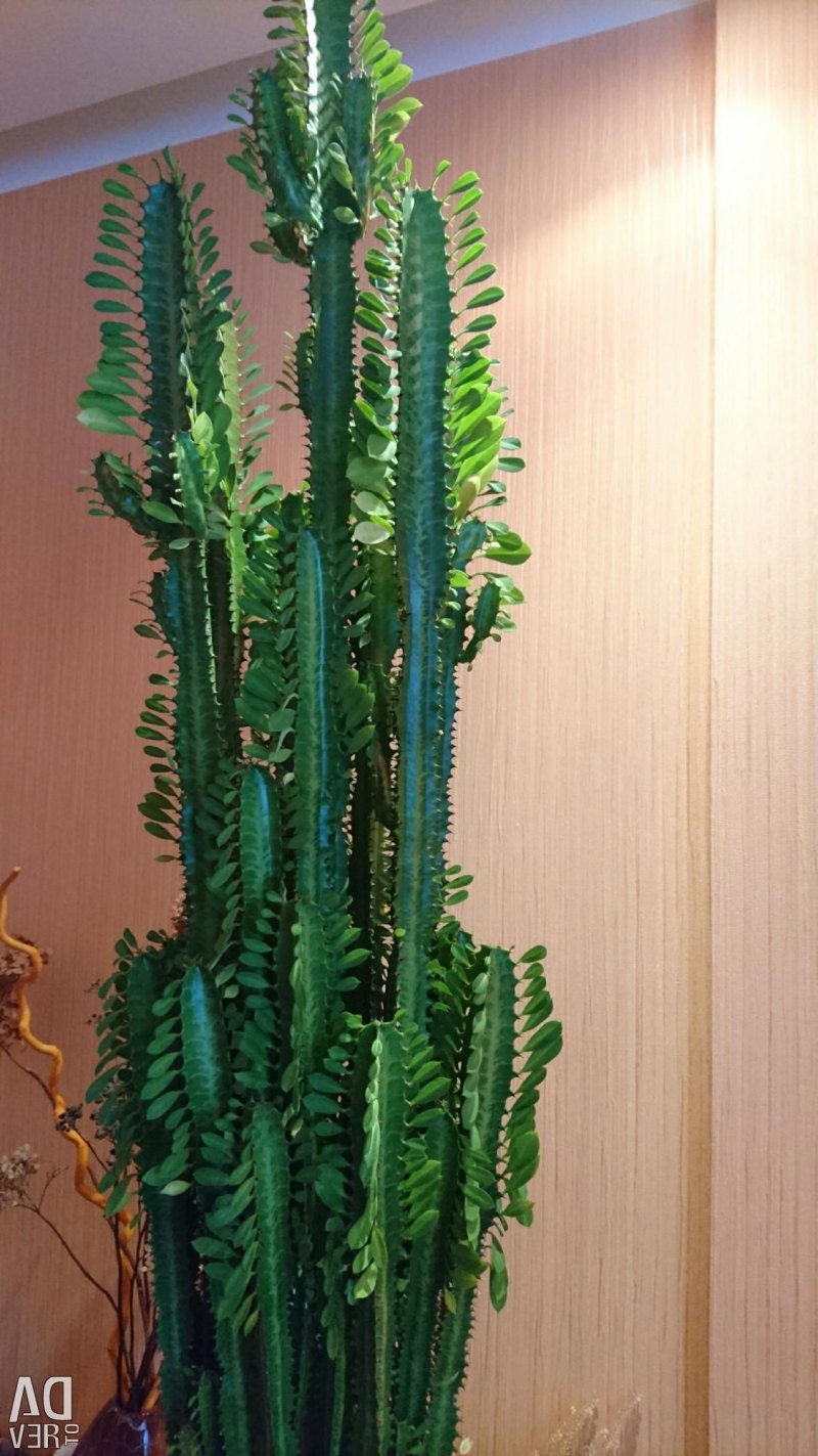 Эуфорбия baioensis